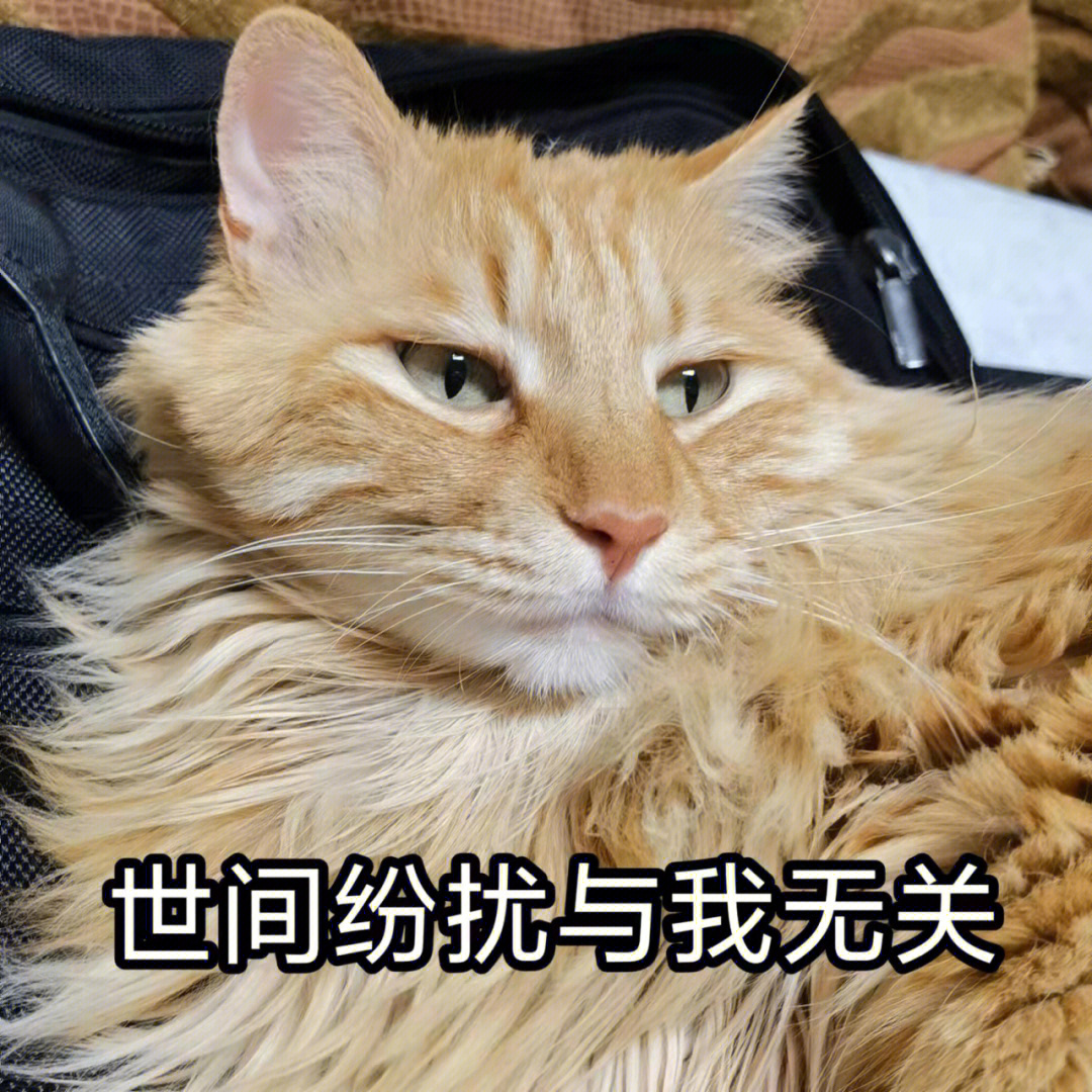 铁废物表情包 猫图片