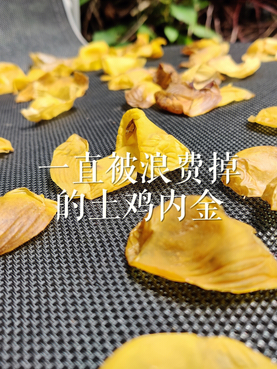 鸡内金的功效图片