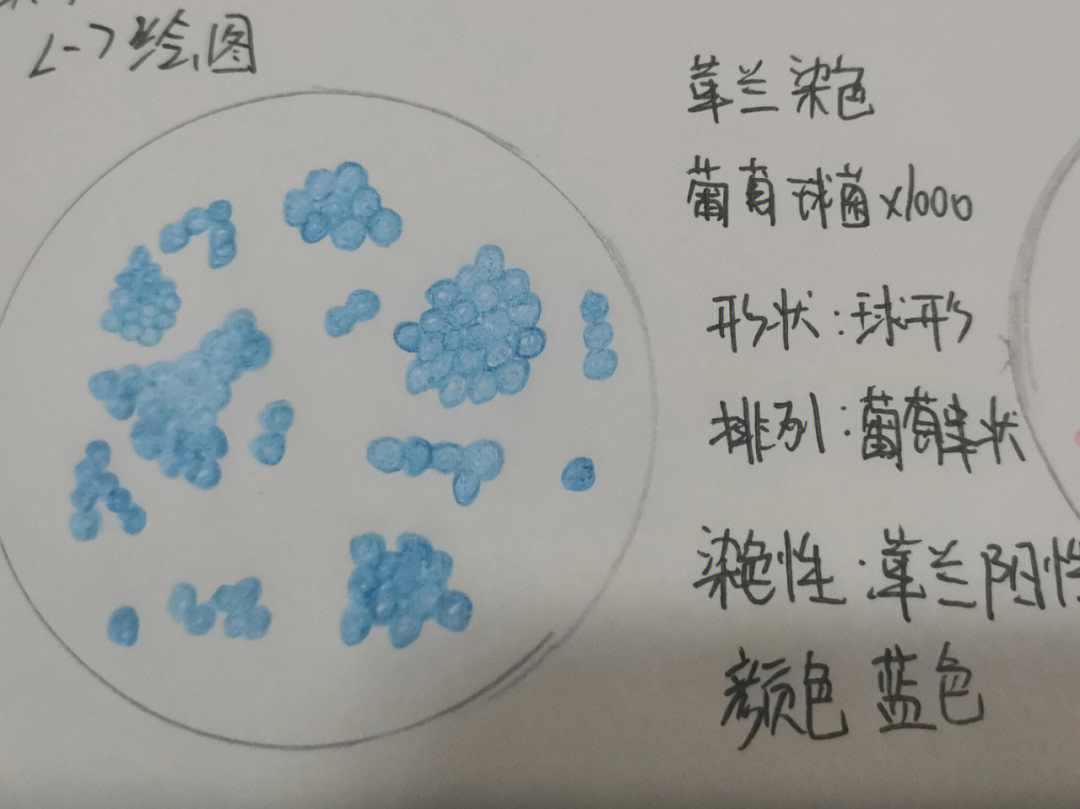 细菌红蓝铅笔手绘图图片