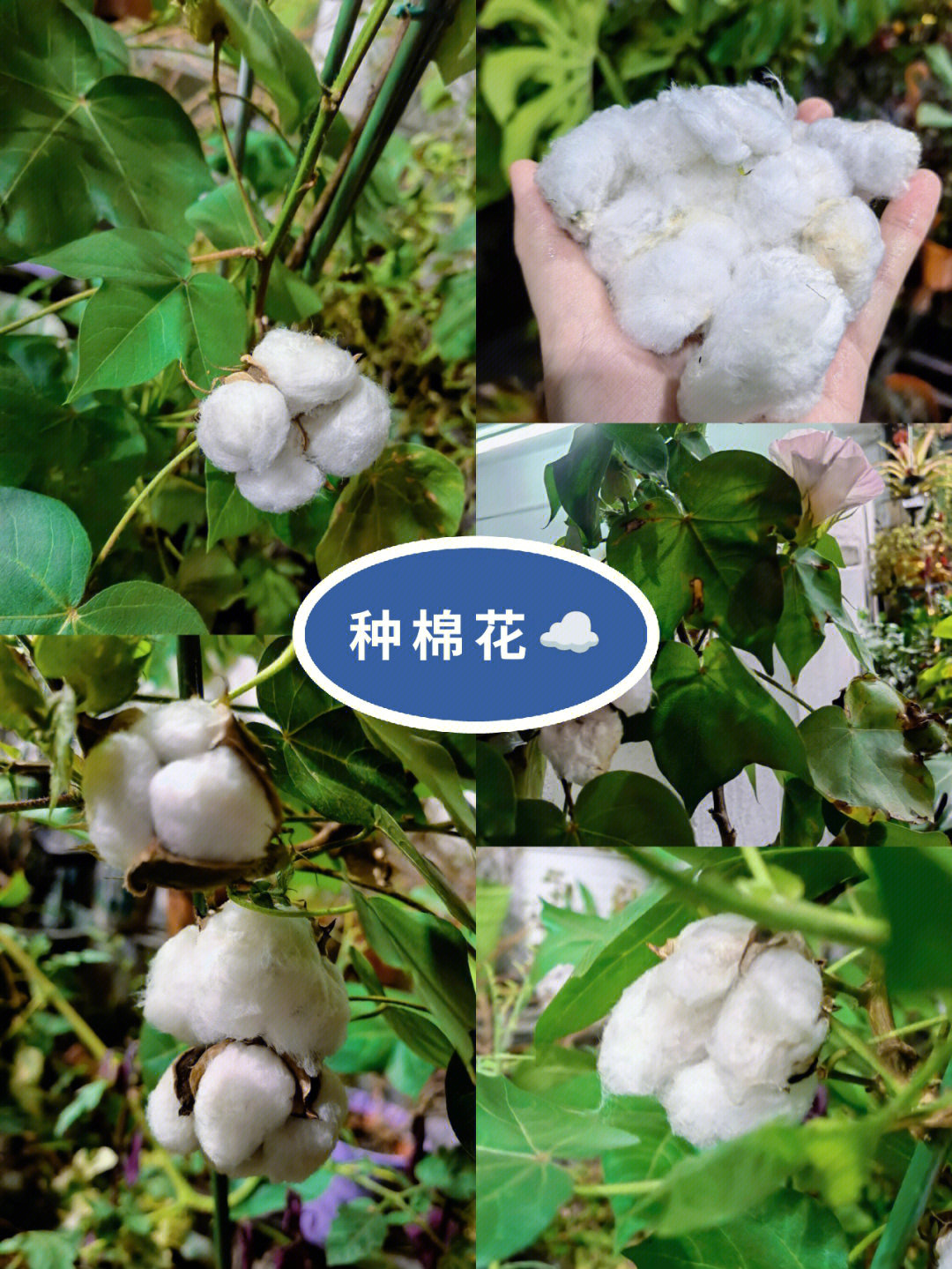 江西九江种的棉花图片