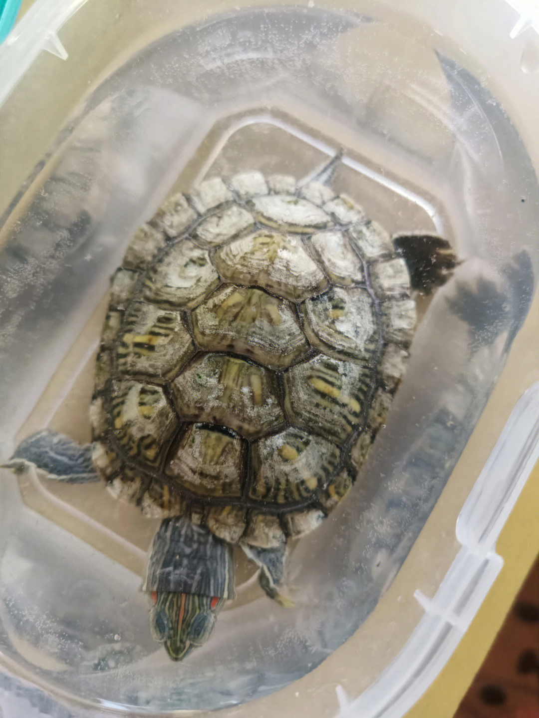 巴西龟退壳图图片