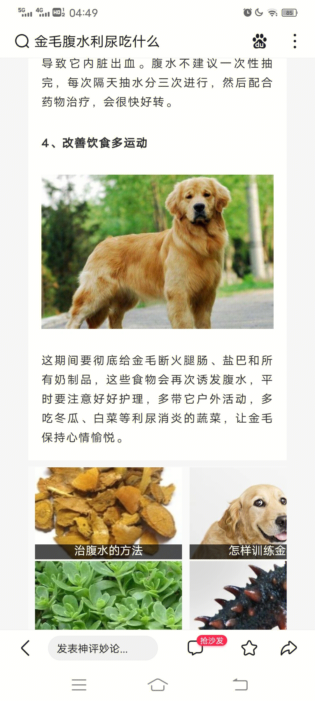 犬腹水穿刺部位图解图片