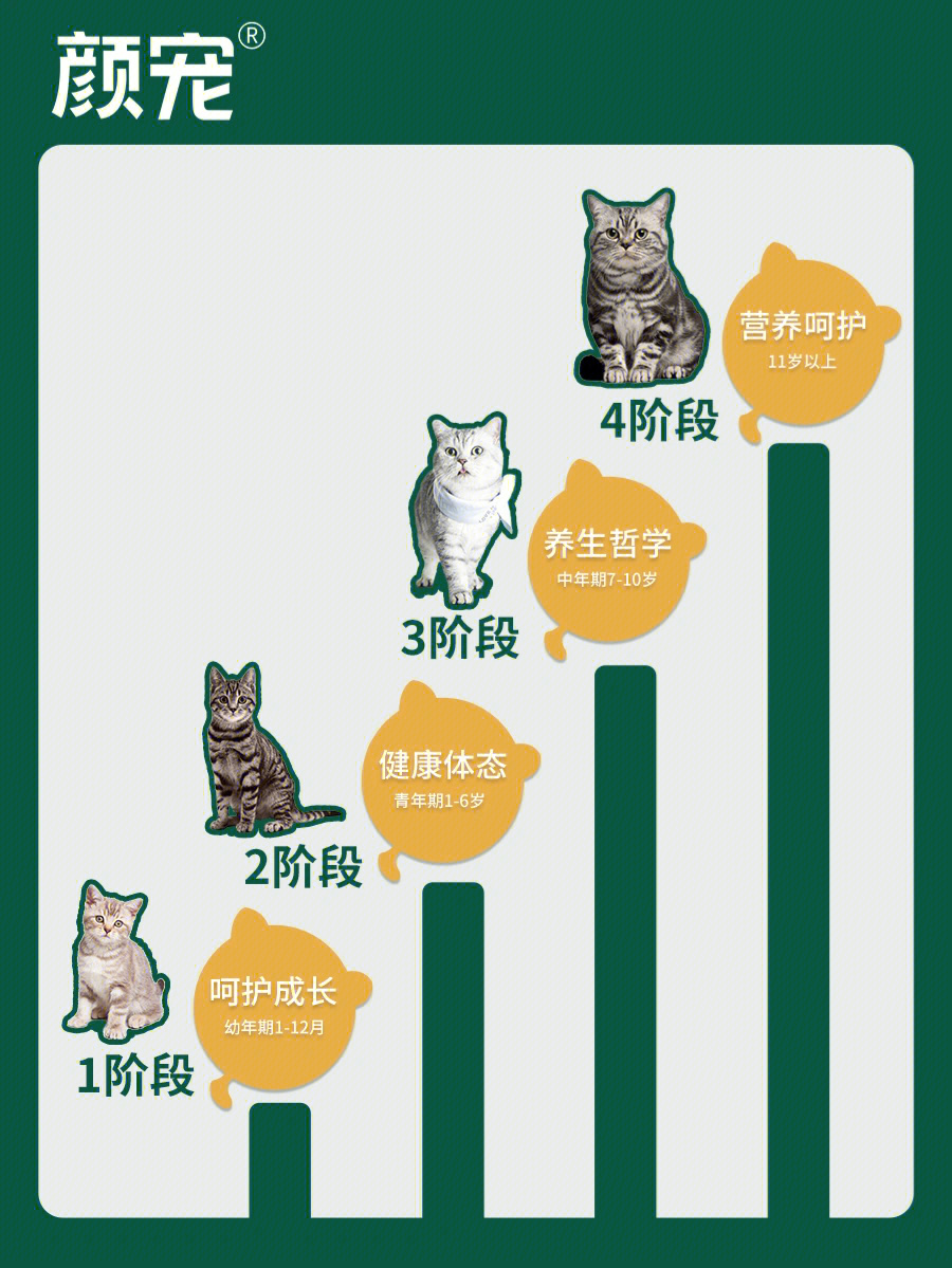 猫咪也该分阶喂养铲屎官一定要知道科学养