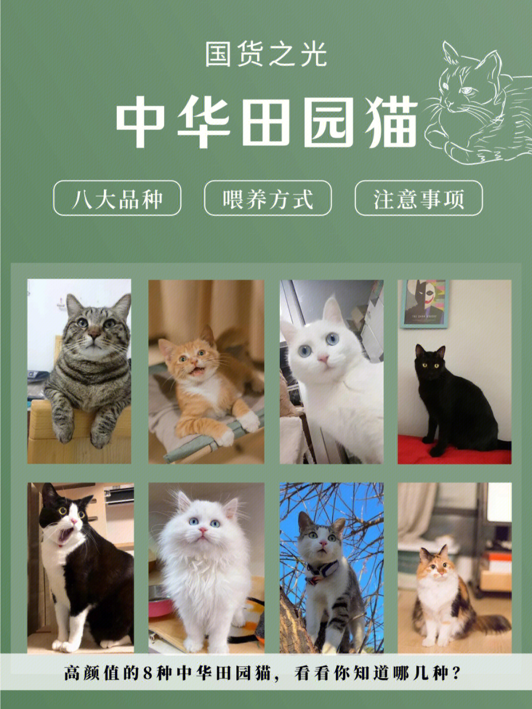 中国八大名猫图片图片