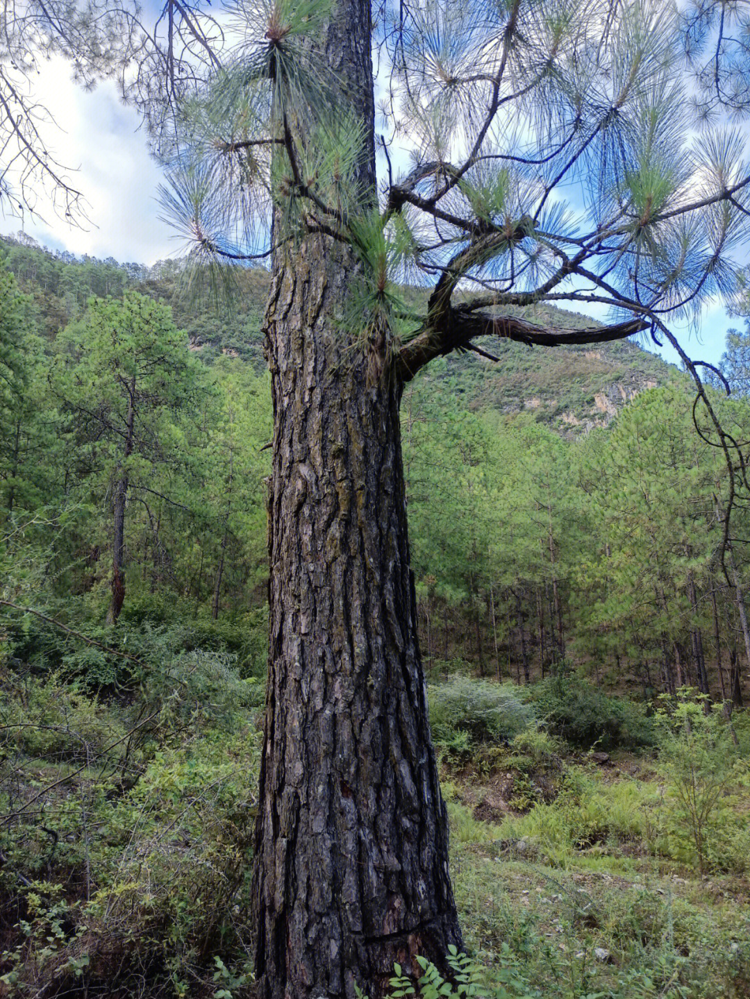 松针树 药用价值图片