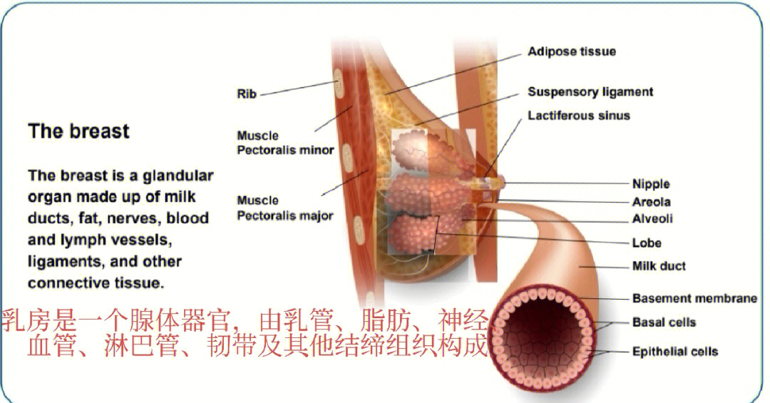 乳腺导管结构图片