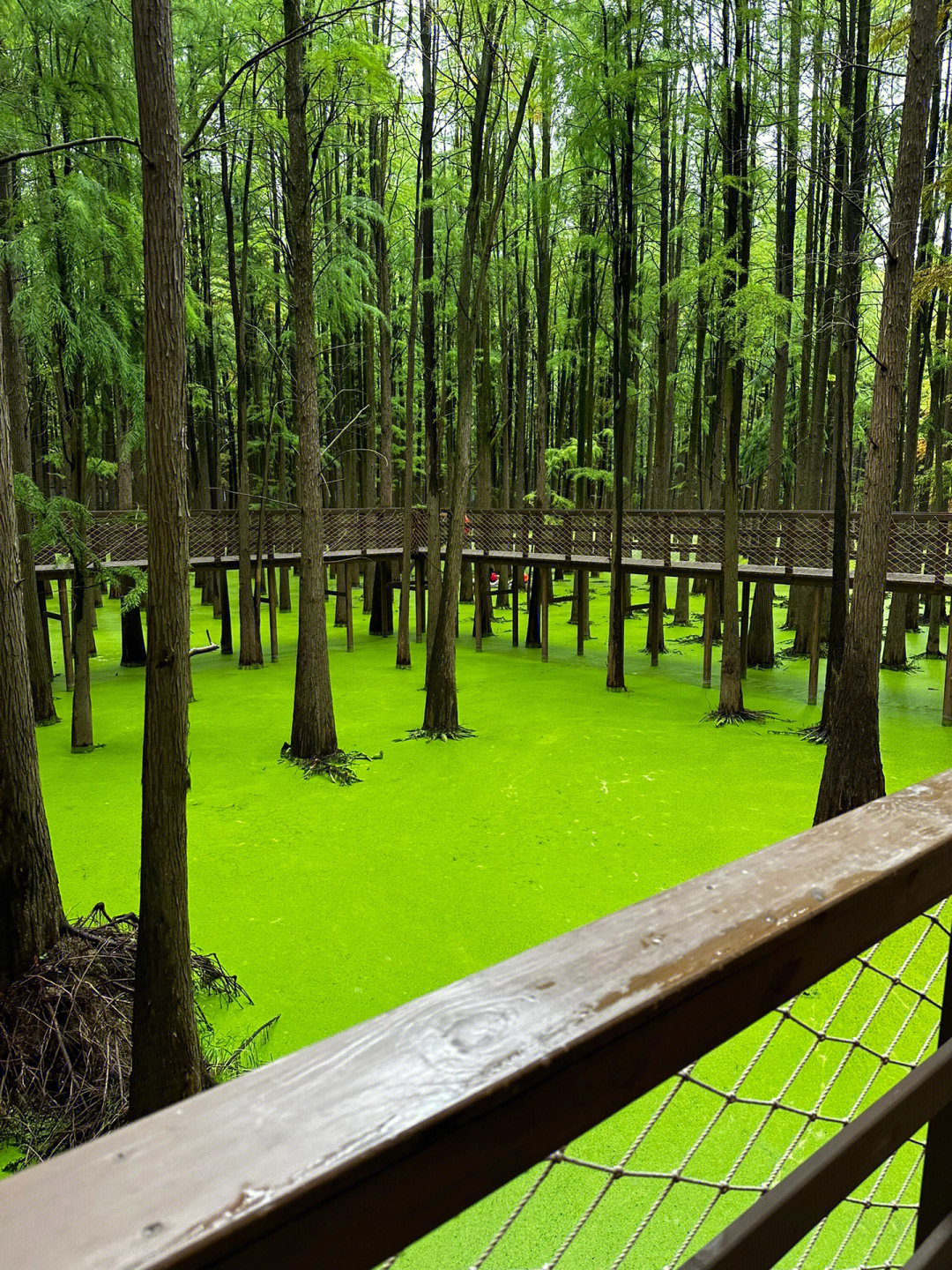 青山湖水上森林公园图片