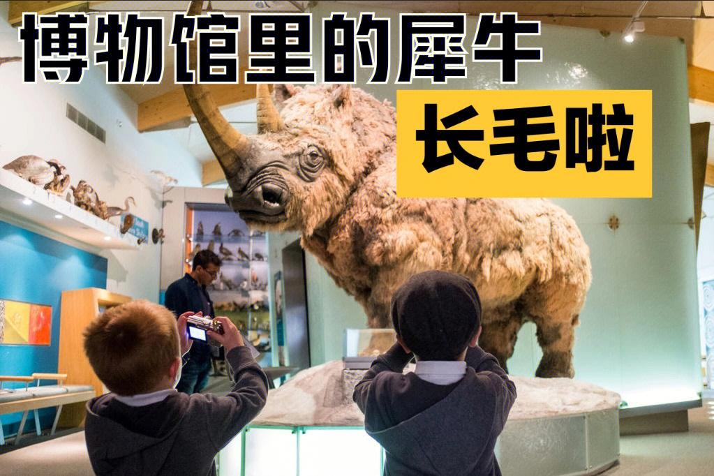 博物馆里的犀牛长毛啦