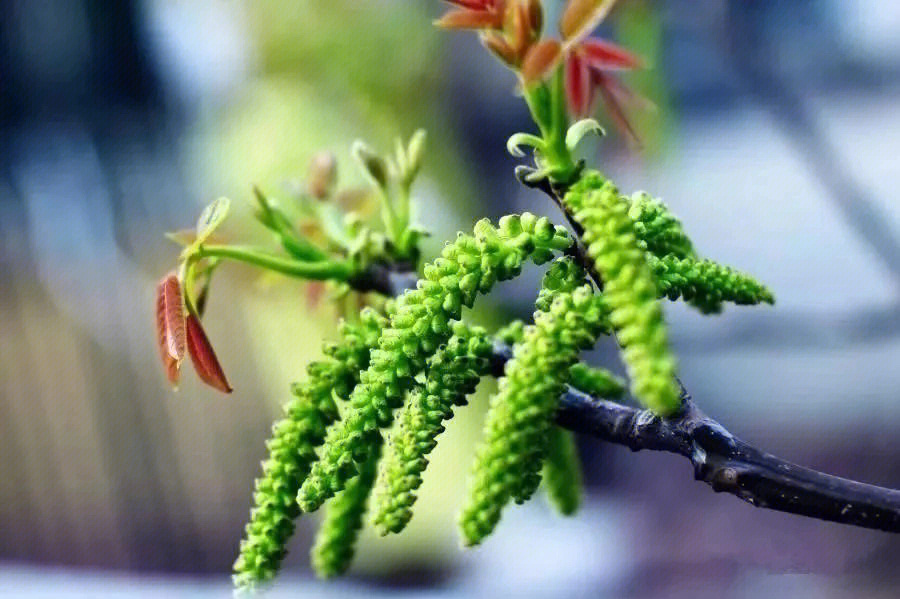 核桃花核桃纽挂穗头花