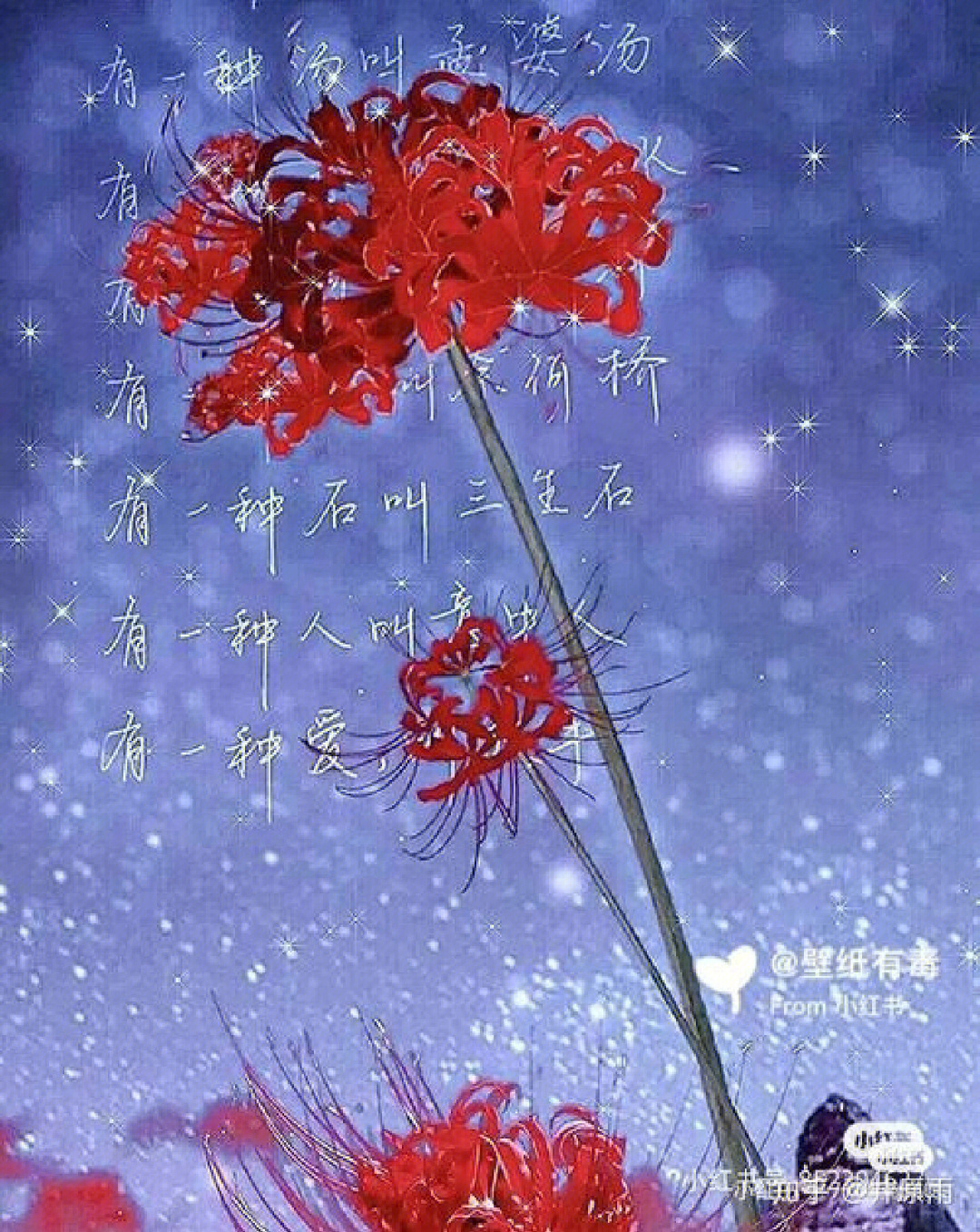 双生花花语彼岸图片