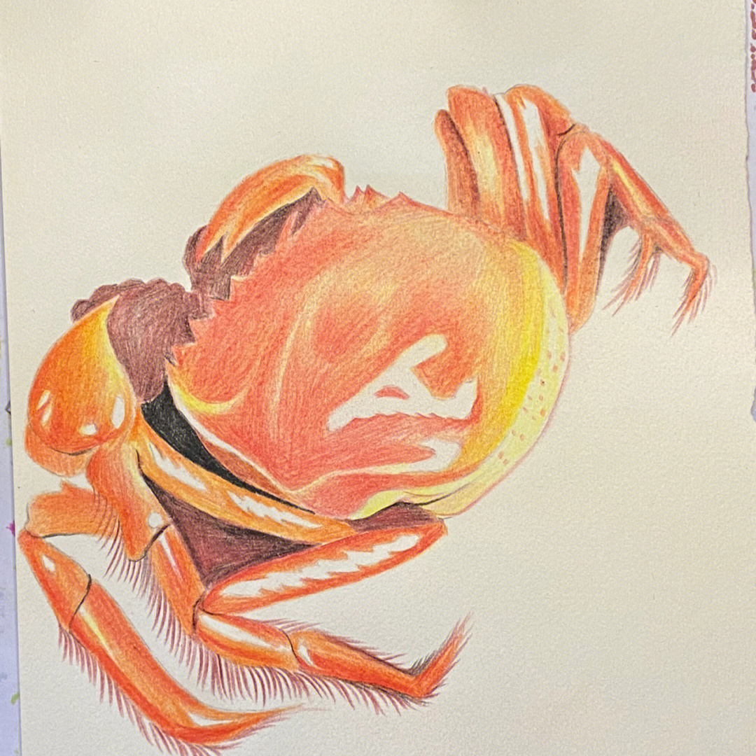 彩铅画螃蟹图片
