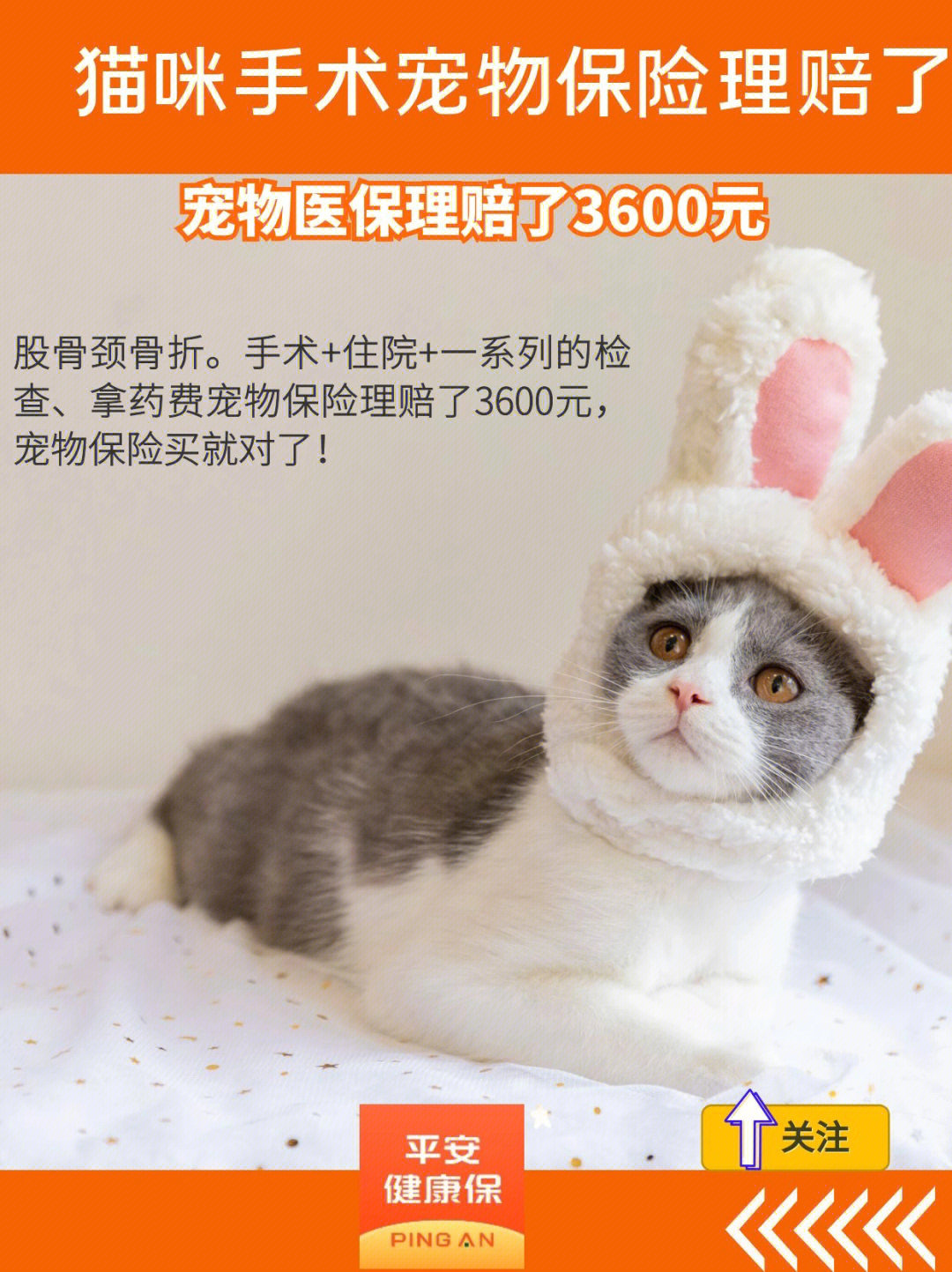 93猫咪股骨颈骨折一共花了600090宠物医保理赔了360090姐妹们