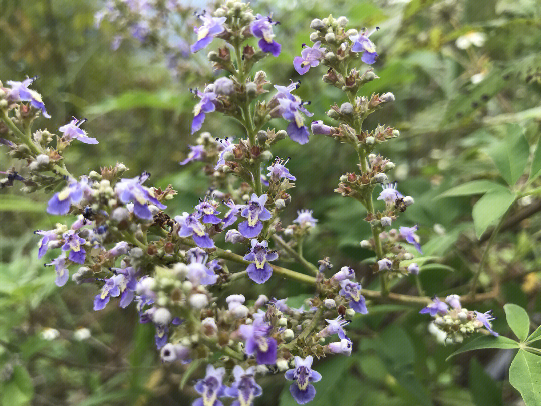 每日一花荆柯花