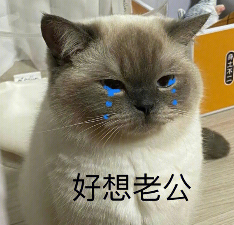 小猫咪表情包