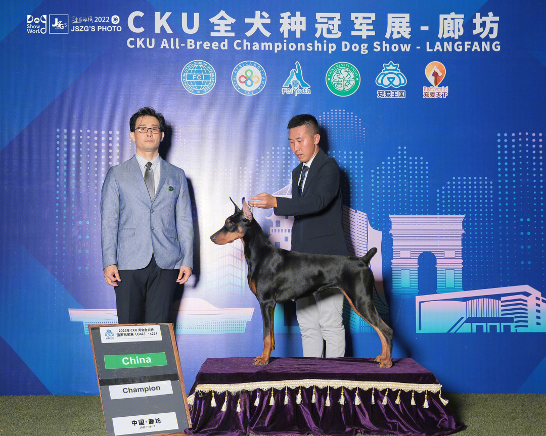 青61金石犬舍繁殖哒妹好漂亮耶70