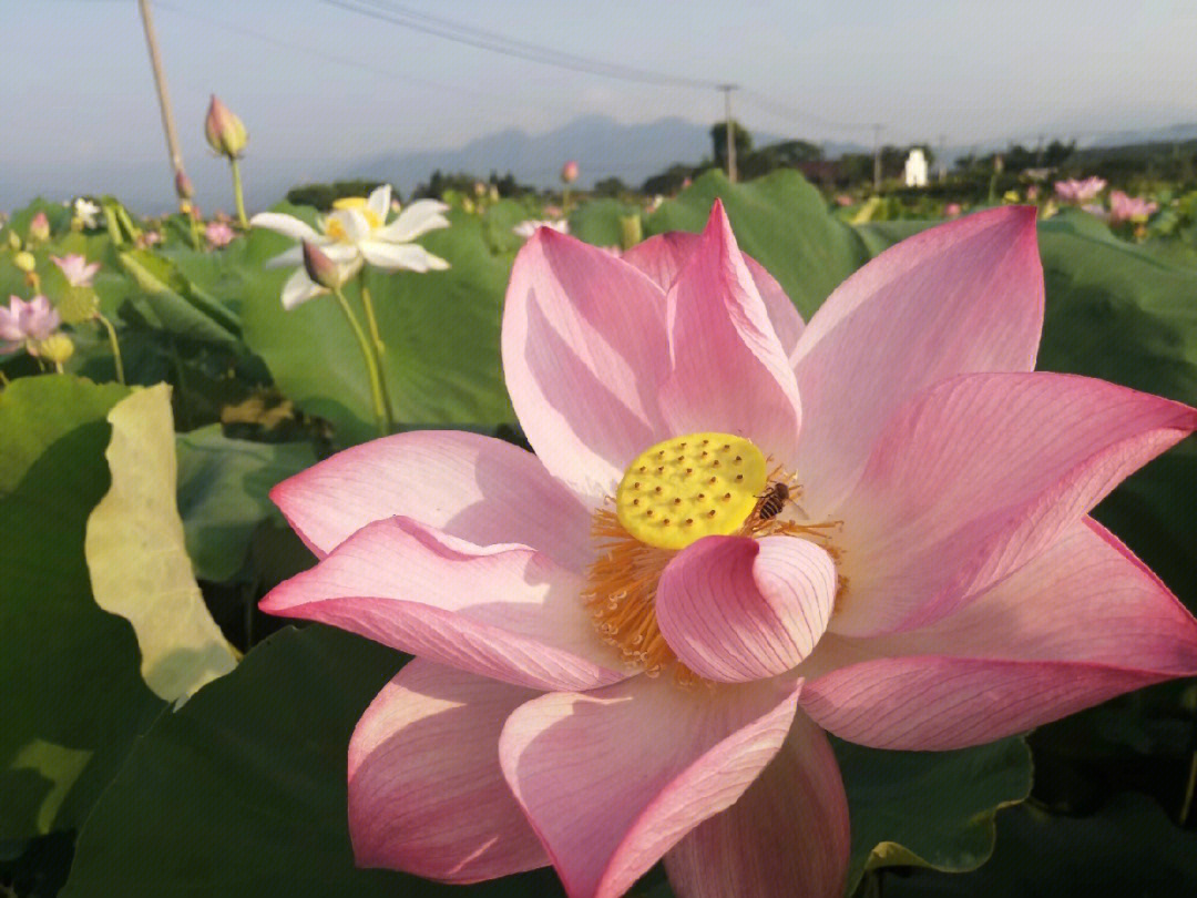 一笑芳香沁图集图片