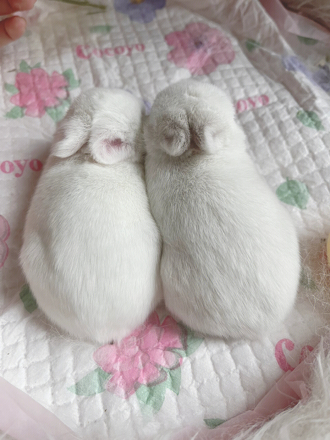 各种各样的小白兔2