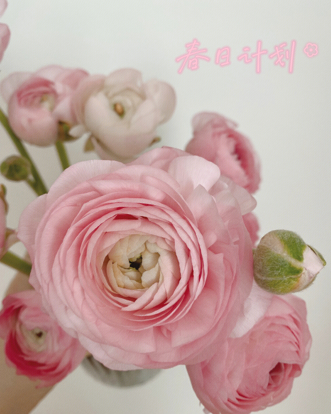 粉色的洋牡丹花语图片