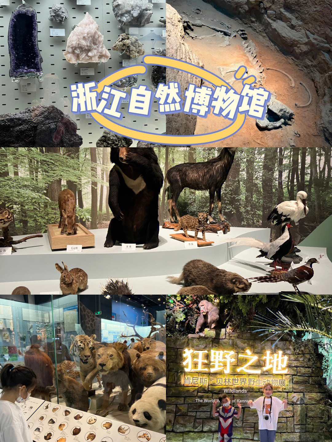 杭州自然博物馆简笔画图片