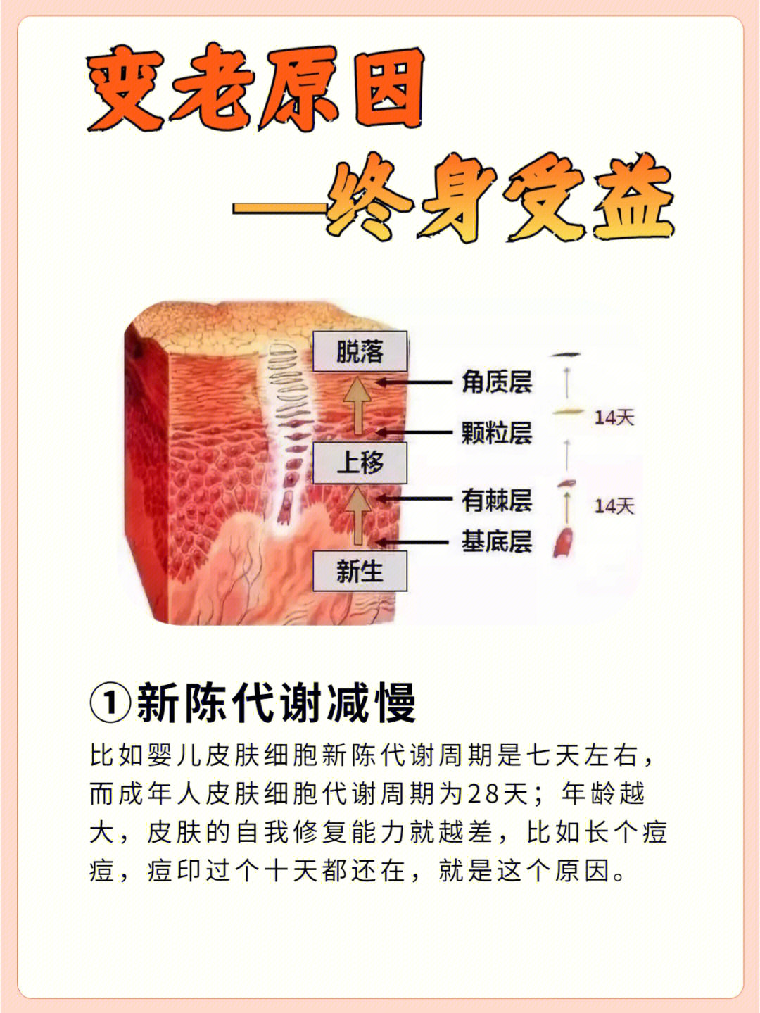 皮肤是怎么变老的97终身受益99建议收藏