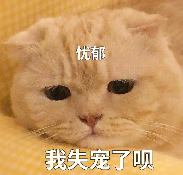 猫咪表情包 我失宠了呗#表情包分享#艾特你想艾特的人