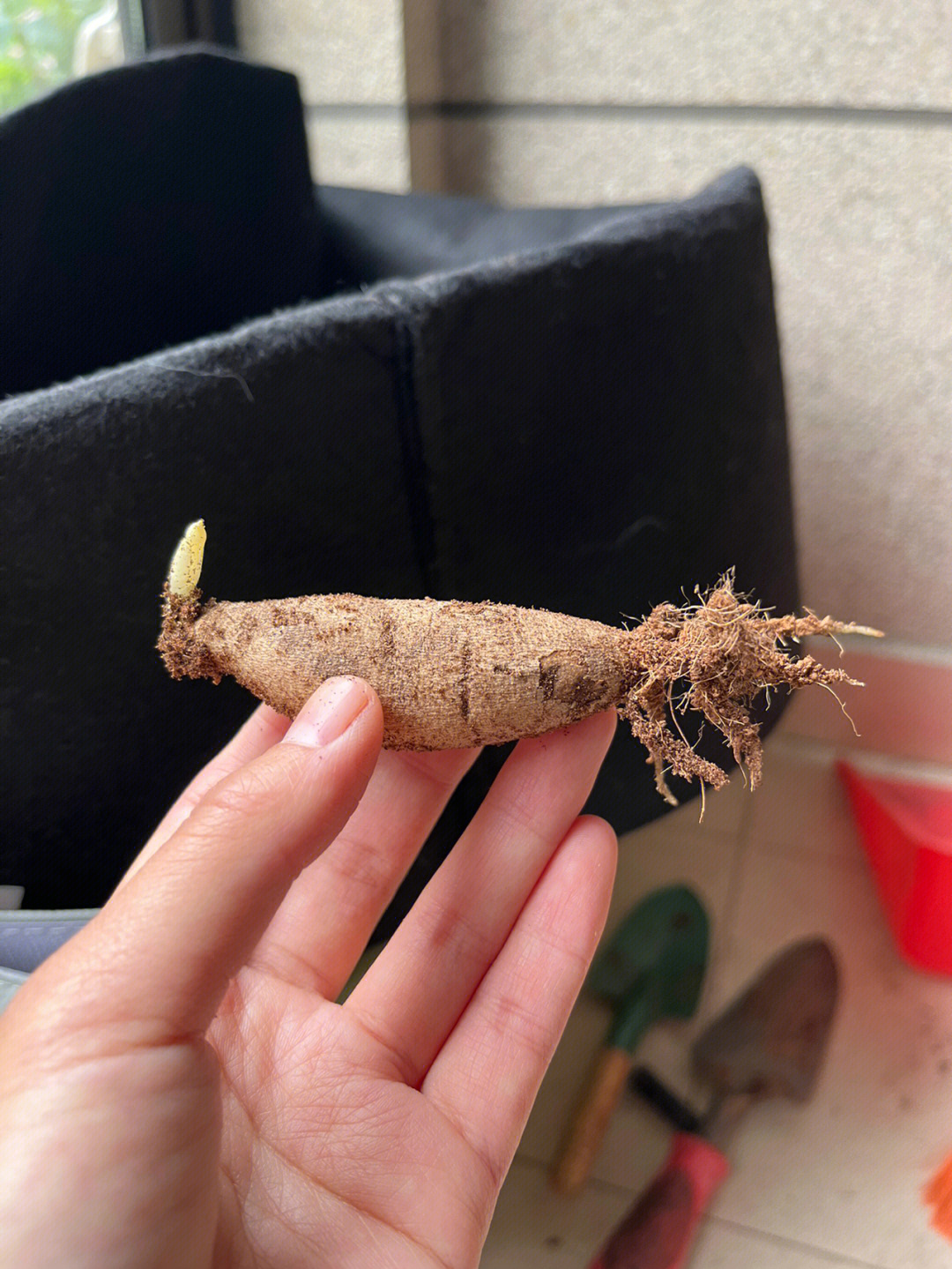 大丽花小土豆发芽了