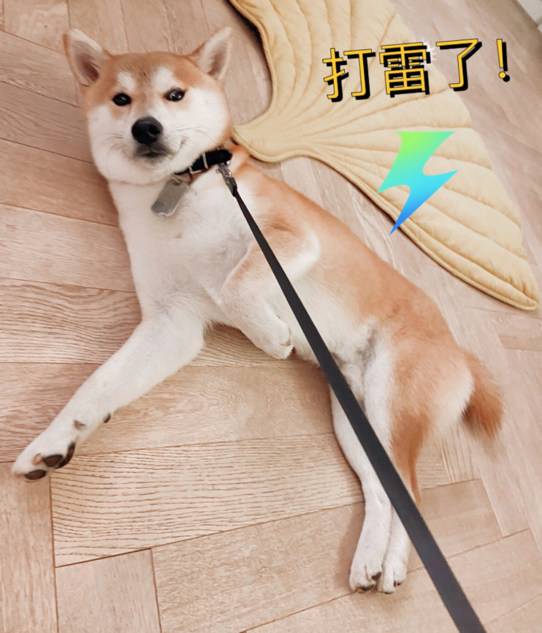 柴犬拔剑乱杀图片