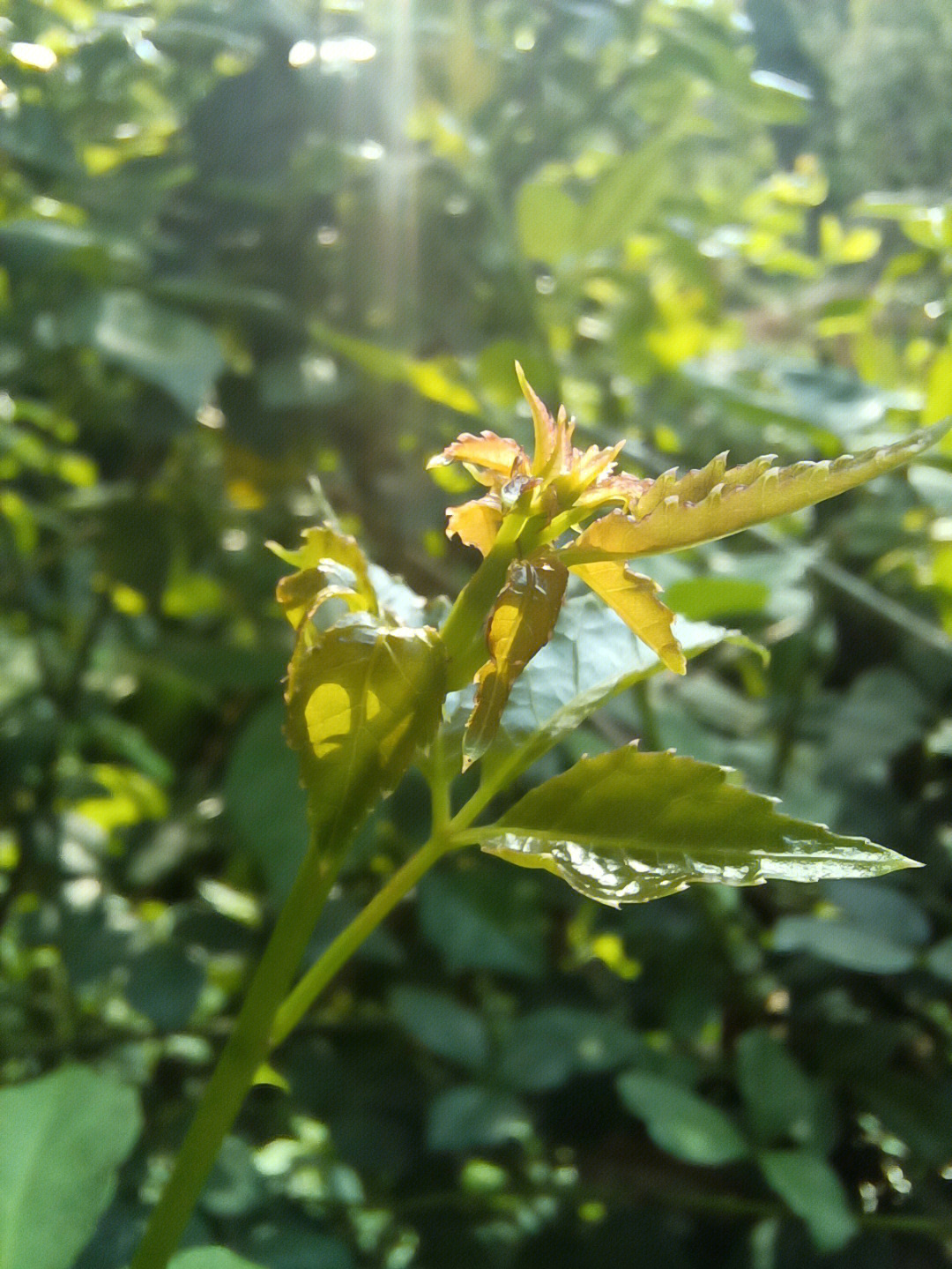 尼龙尖野菜图片