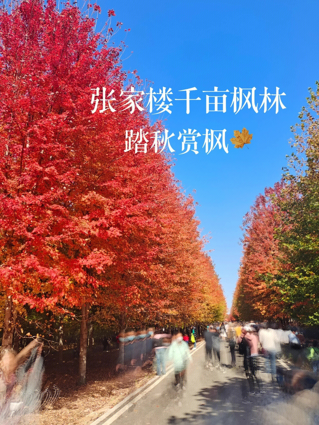 青岛张家楼千亩枫林踏秋层林尽染