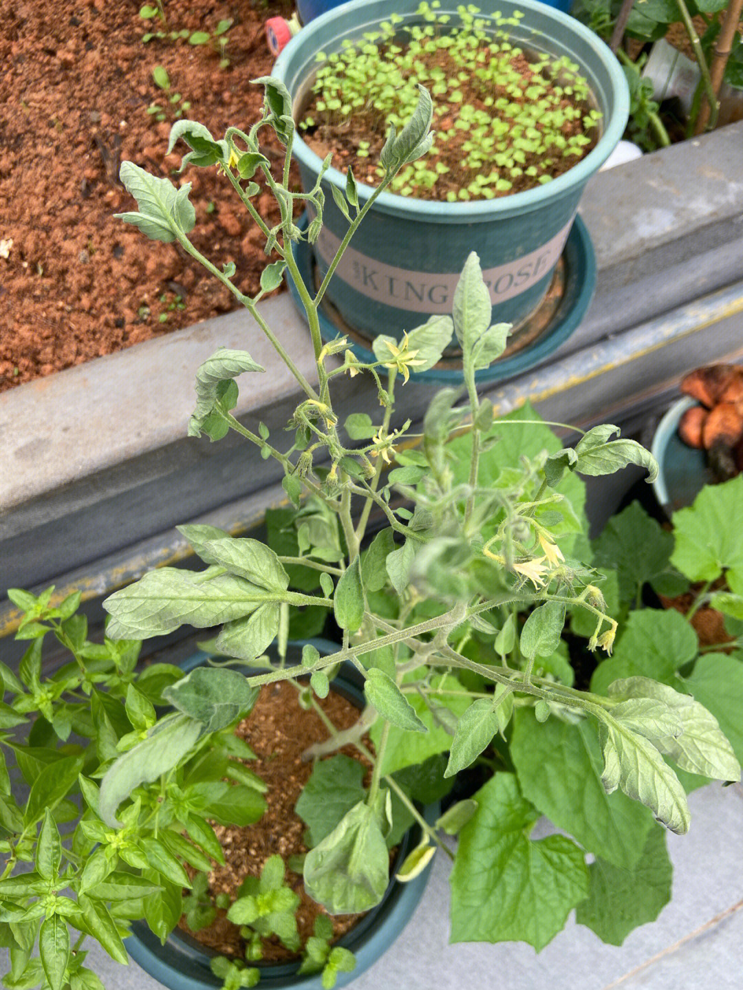 西红柿氮肥过量图片图片
