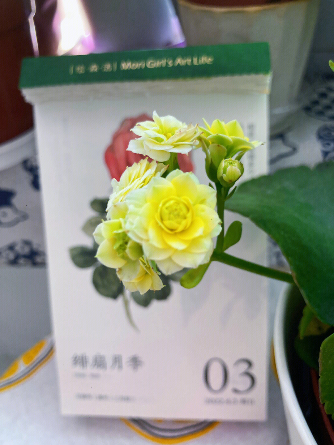 蛋黄长寿花图片