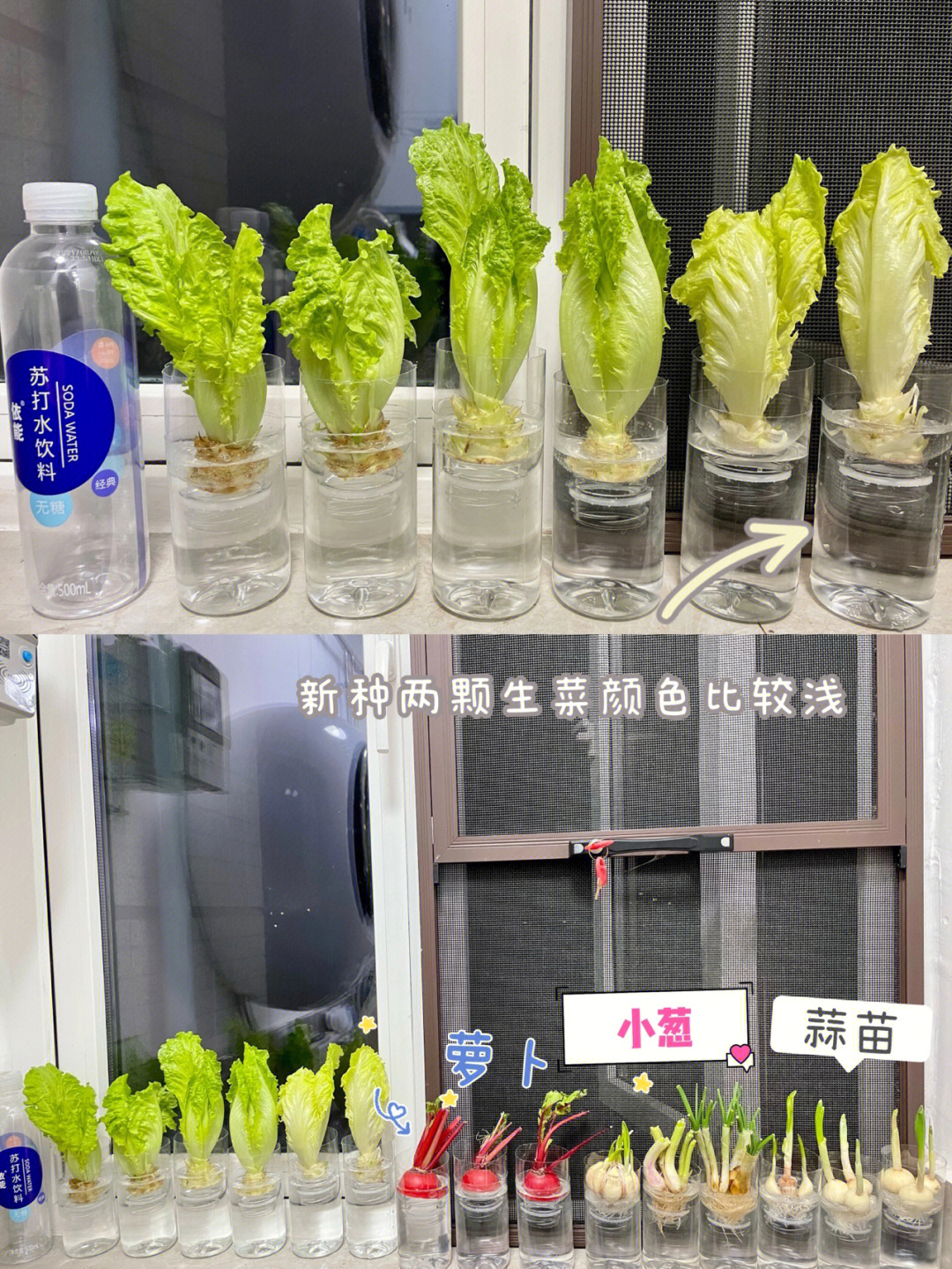 塑料瓶种植蔬菜方法图片