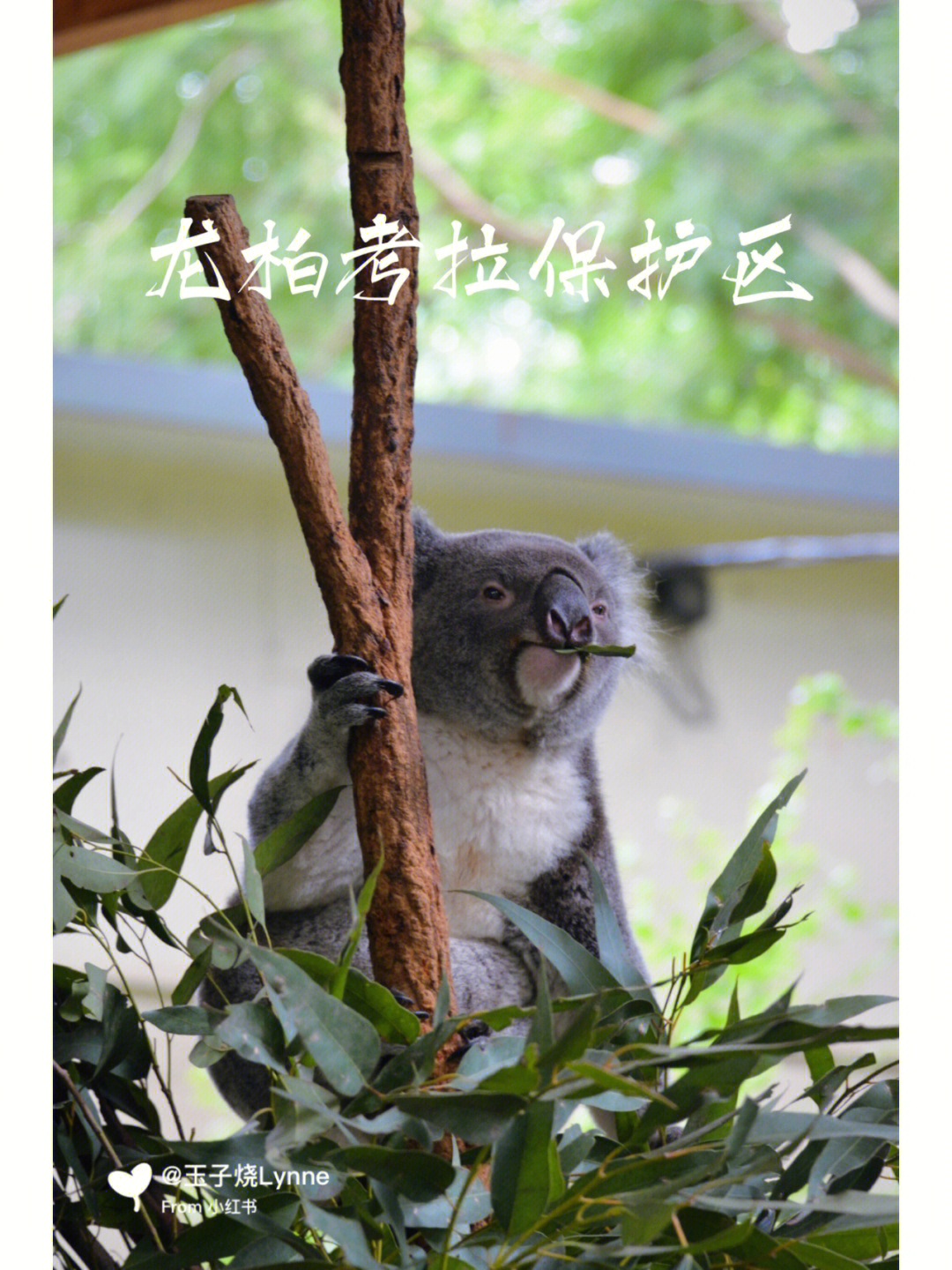 考拉koala写真图片