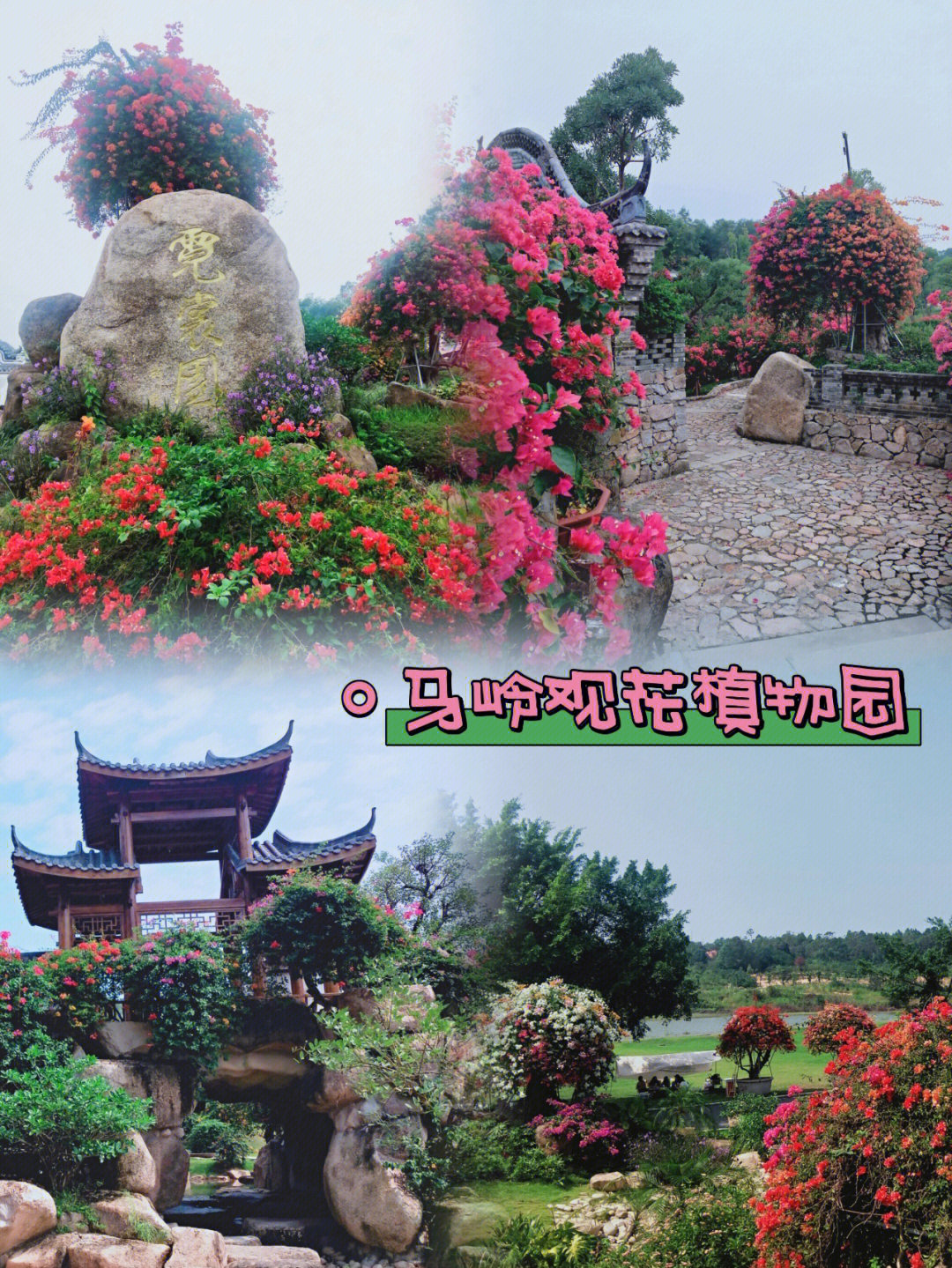 马岭观花植物园地址图片