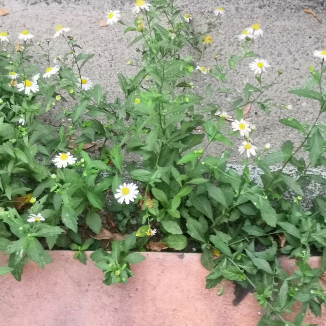 马兰头野菜花图片图片