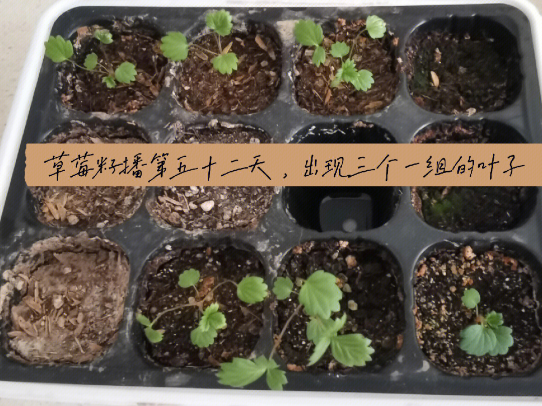 草莓种子发芽的过程图片
