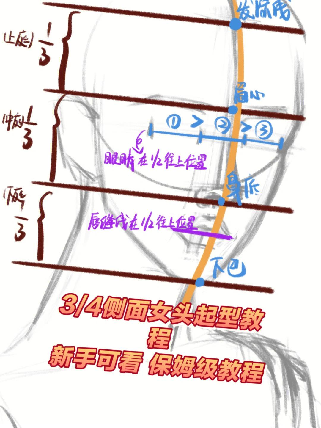 四分之三侧面人体结构图片