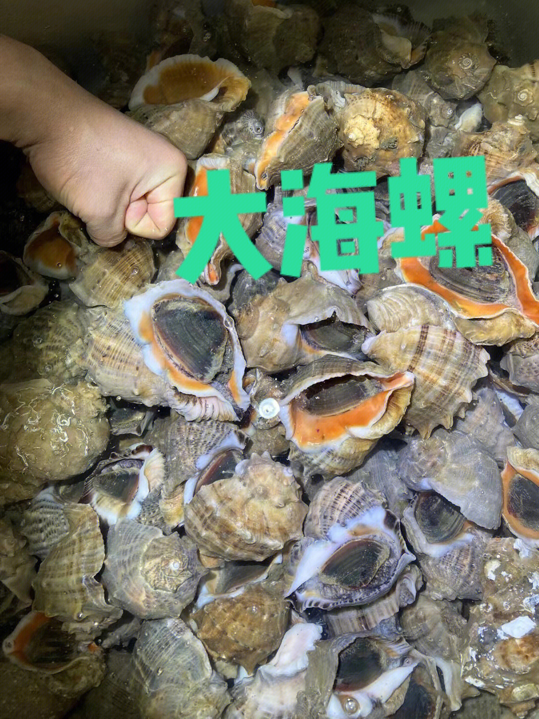 吃大海螺一定找我日本全国邮寄