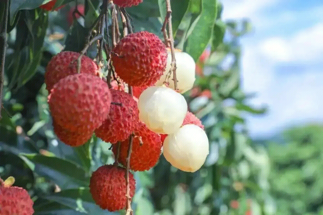 汕头美食甜蜜雷岭荔枝喜迎八方宾客60