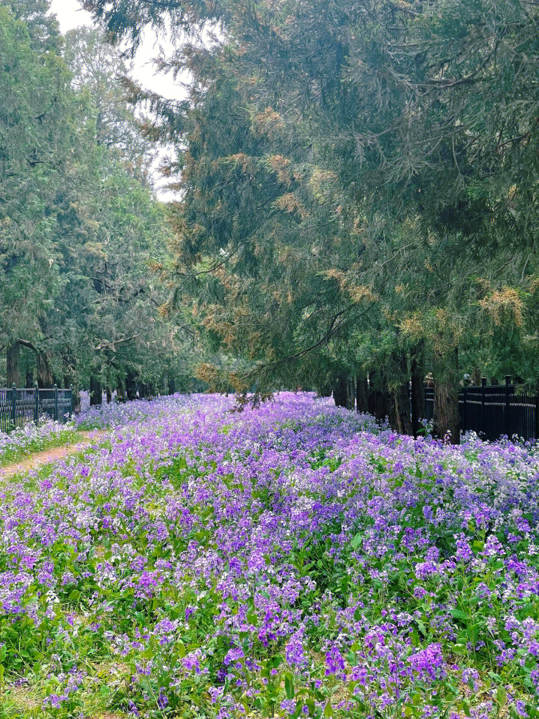 莫奈的花园二月兰在盛放