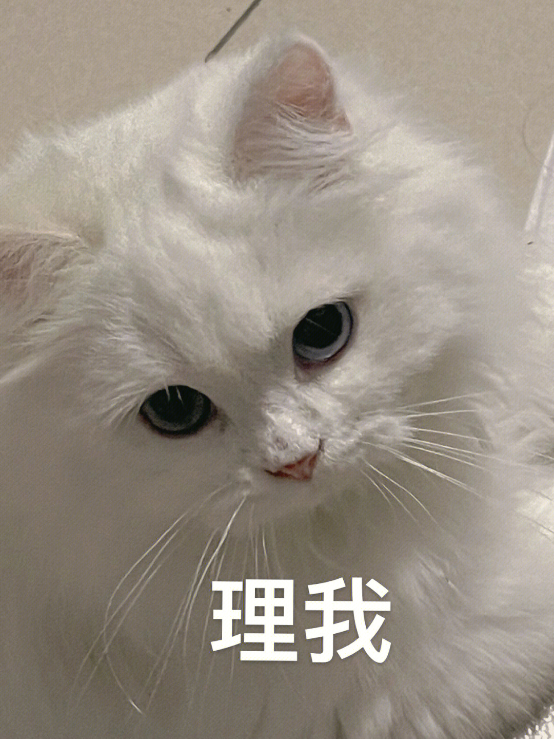 鬼灯的冷彻猫猫虫图片