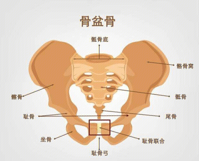 耻骨联合体表定位图图片