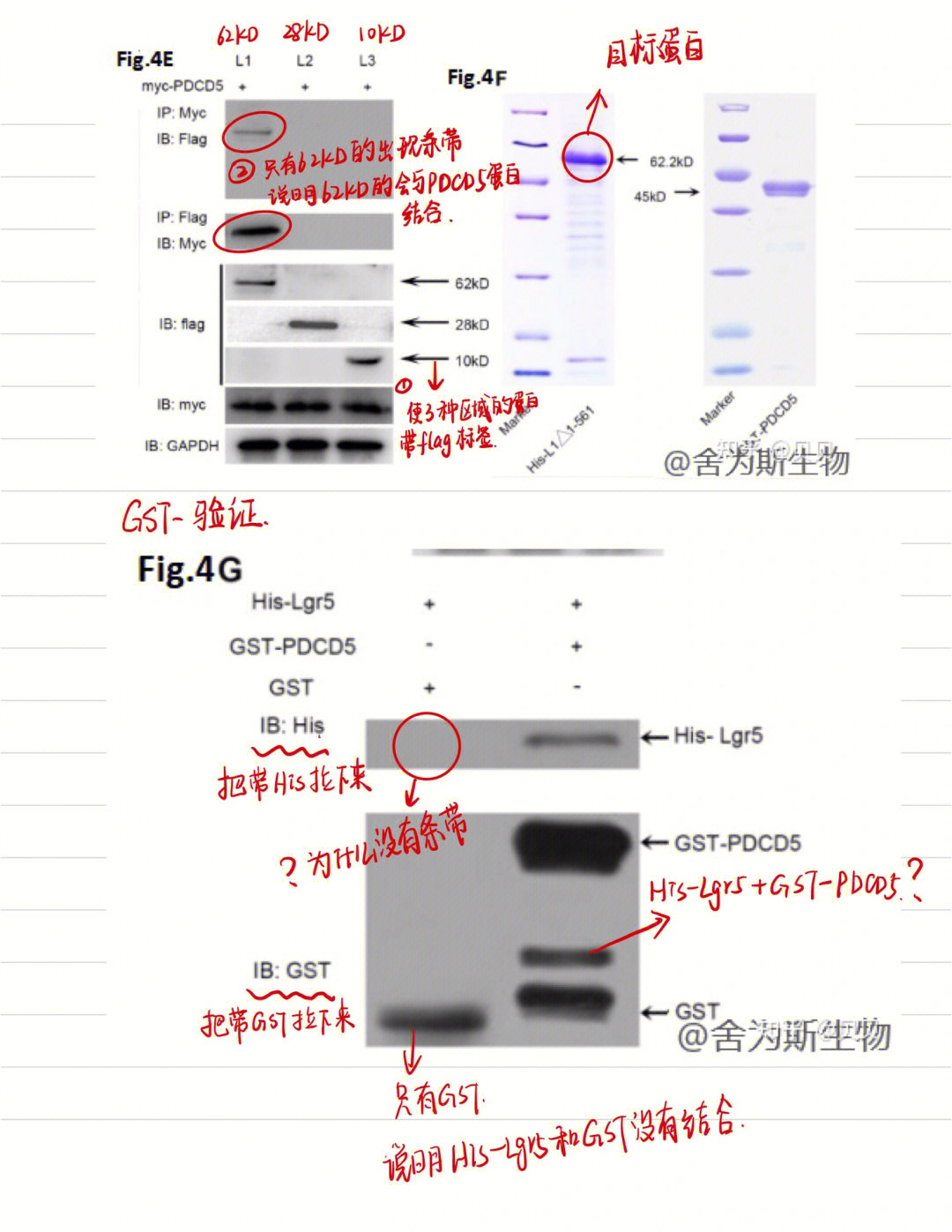 免疫共沉淀结果图图片