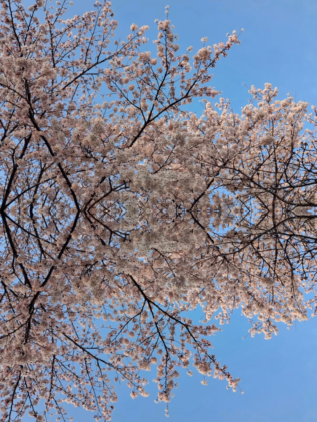 青岛城阳世纪公园的樱花开了