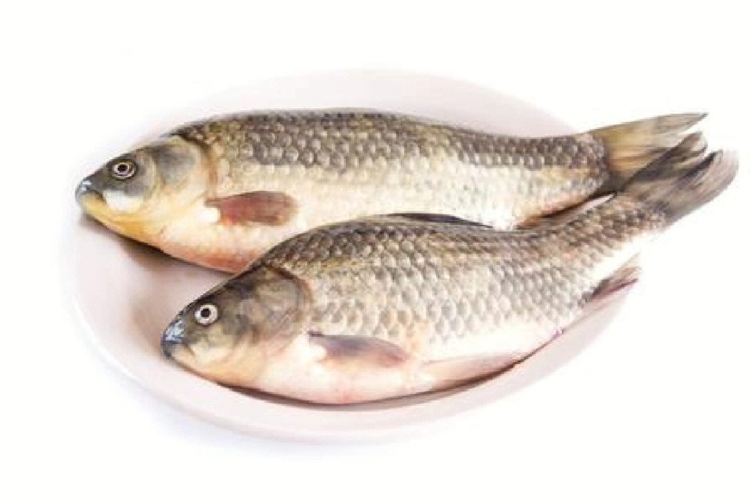 鲫鱼的营养价值鲫鱼是中国重要食用鱼类之一,肉质细嫩,肉味甜美,营养
