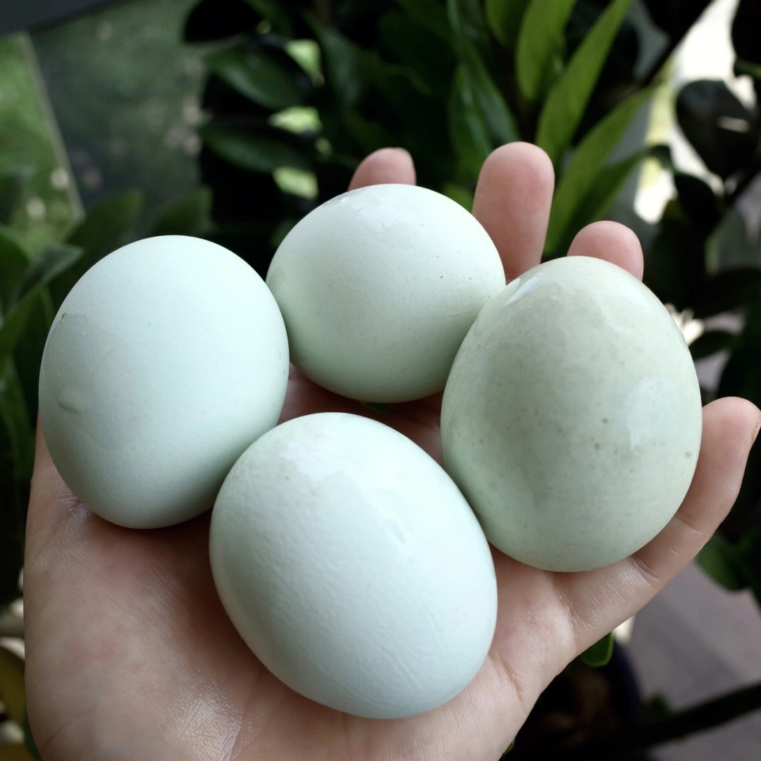 绿壳鸡蛋母鸡不使用抗生素自然生长