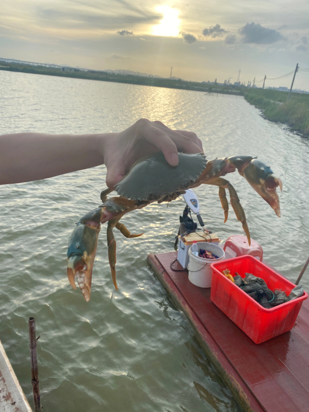 牛田洋青蟹#螃蟹0215自家池塘海水养殖鱼虾蟹,正宗牛田洋青蟹.