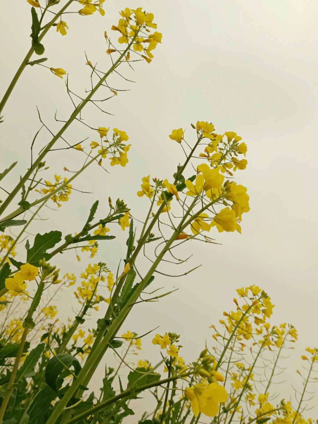 油菜花