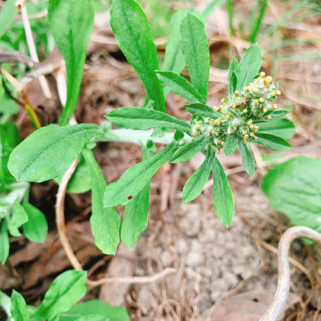 鼠麴草