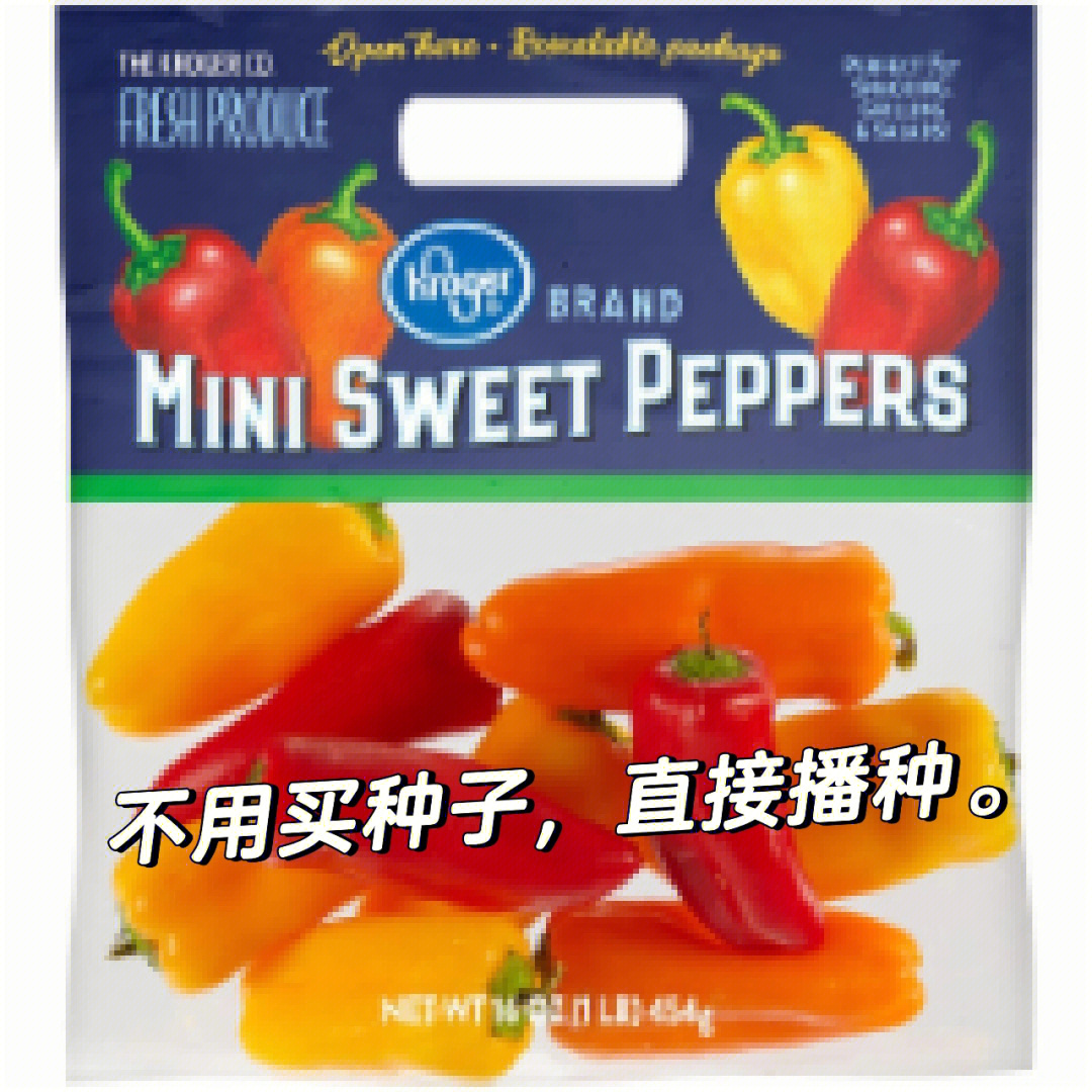 小甜椒minisweetpepper种植202257